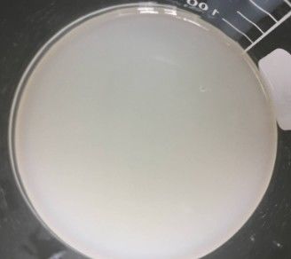 Poliacrilamida e C13-14 Isoparafina e Laureth-7 Emulsionadores de processo frio para creme